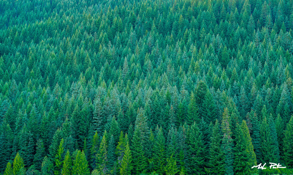 Why We Know But Don’t Act: Expert Insight from Dr. Kari&nbsp;Norgaard